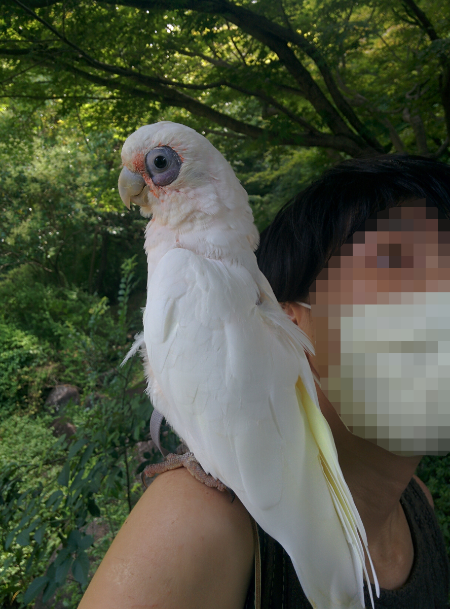 f:id:shirishiri:20200713190924j:plain f:id:shirishiri:20200713190924j:plain