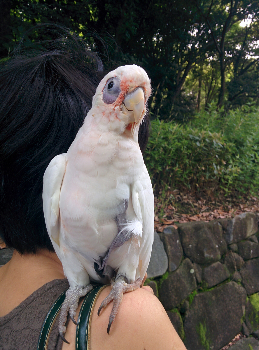f:id:shirishiri:20200713191023j:plain f:id:shirishiri:20200713191023j:plain