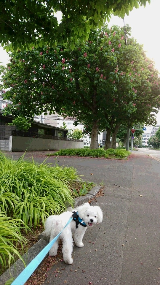 f:id:shirleypoppy:20180603203747j:plain f:id:shirleypoppy:20180603203747j:plain