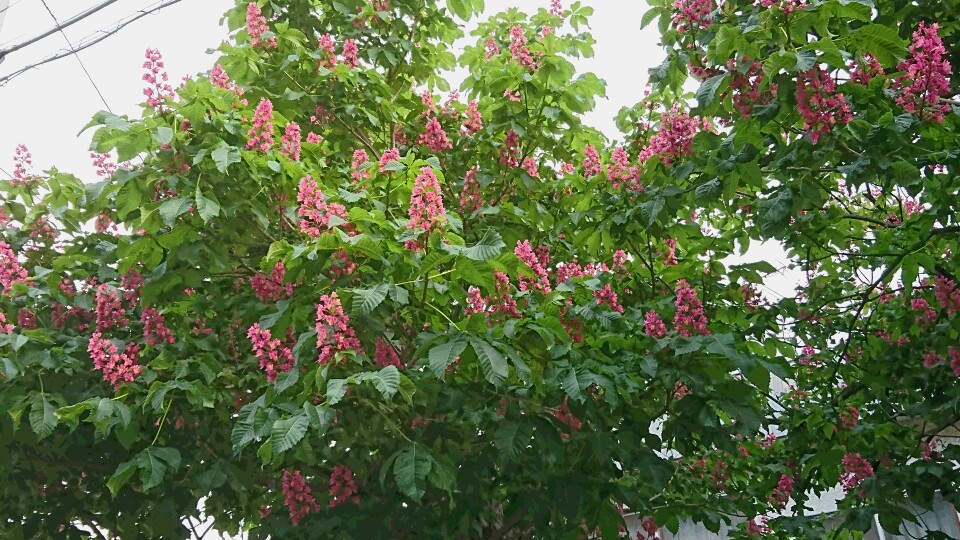 f:id:shirleypoppy:20180603203937j:plain f:id:shirleypoppy:20180603203937j:plain
