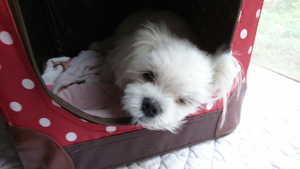 f:id:shirleypoppy:20180707210710j:plain f:id:shirleypoppy:20180707210710j:plain