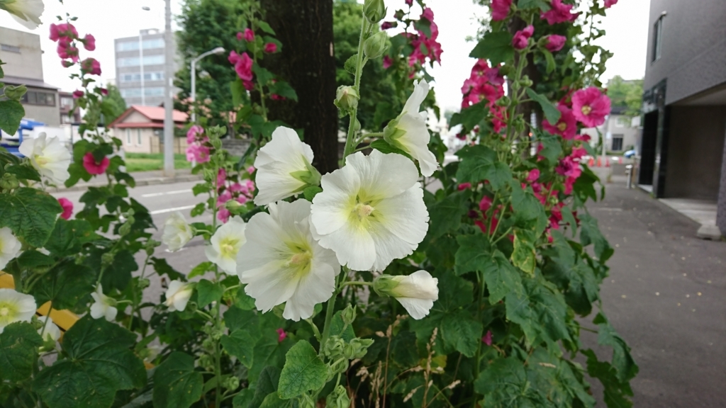 f:id:shirleypoppy:20180721135454j:plain f:id:shirleypoppy:20180721135454j:plain