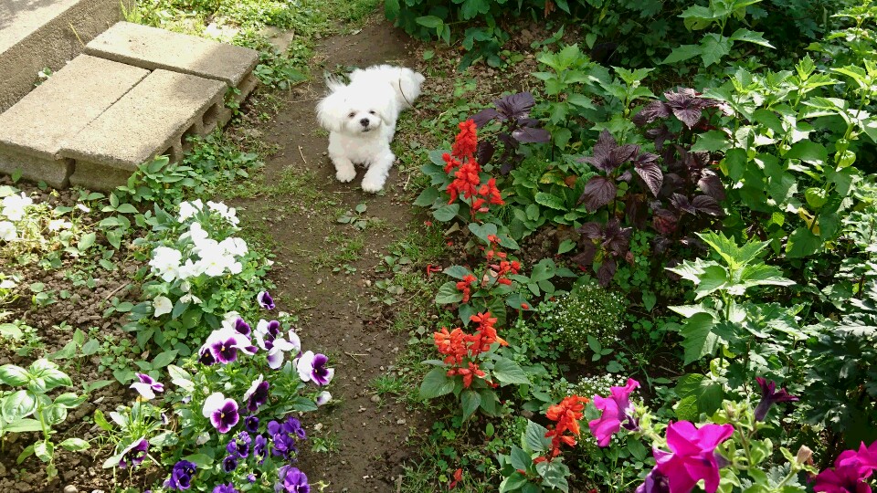 f:id:shirleypoppy:20180721142447j:plain f:id:shirleypoppy:20180721142447j:plain
