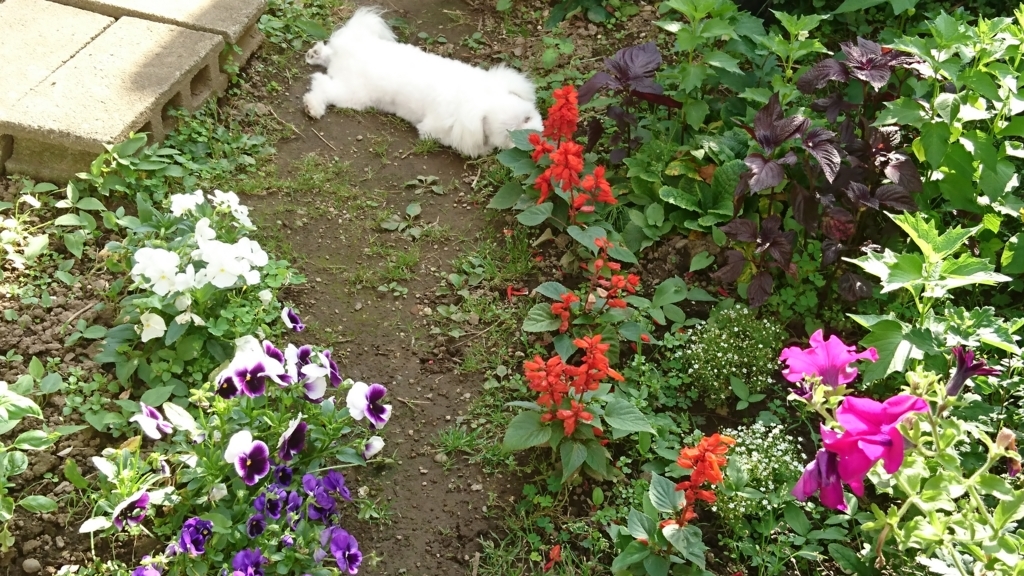 f:id:shirleypoppy:20180721142824j:plain f:id:shirleypoppy:20180721142824j:plain