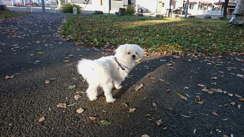 f:id:shirleypoppy:20181104154735j:plain f:id:shirleypoppy:20181104154735j:plain