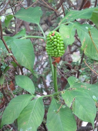 f:id:shiro-kurage:20111009235625j:image
