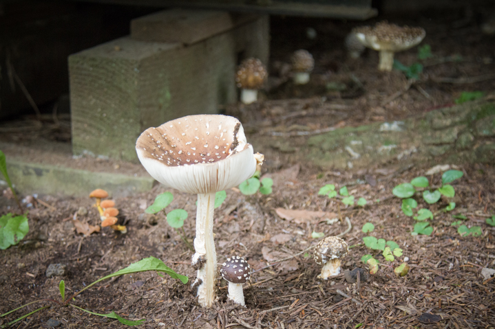 f:id:shiro82:20151204133430j:plain f:id:shiro82:20151204133430j:plain