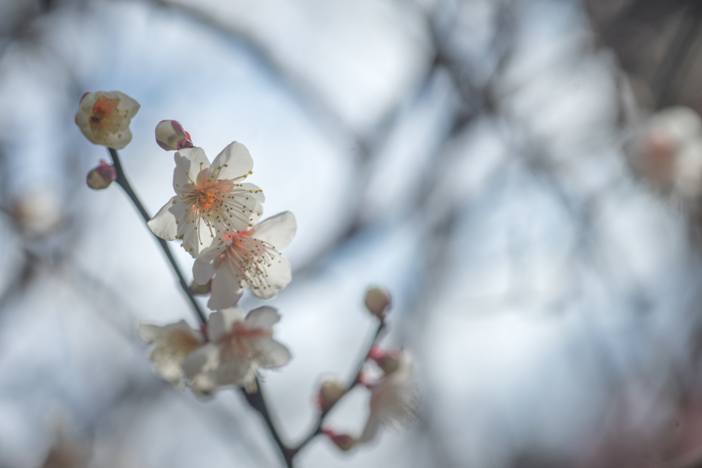 f:id:shiro82:20170119225221j:plain