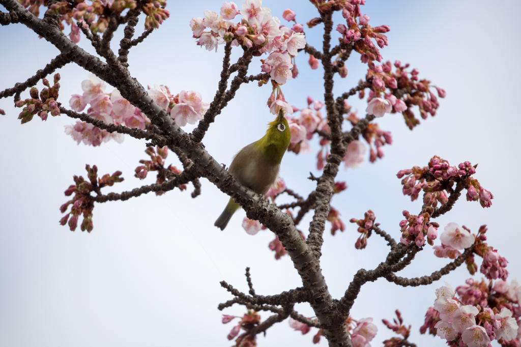 f:id:shiro82:20170119225226j:plain