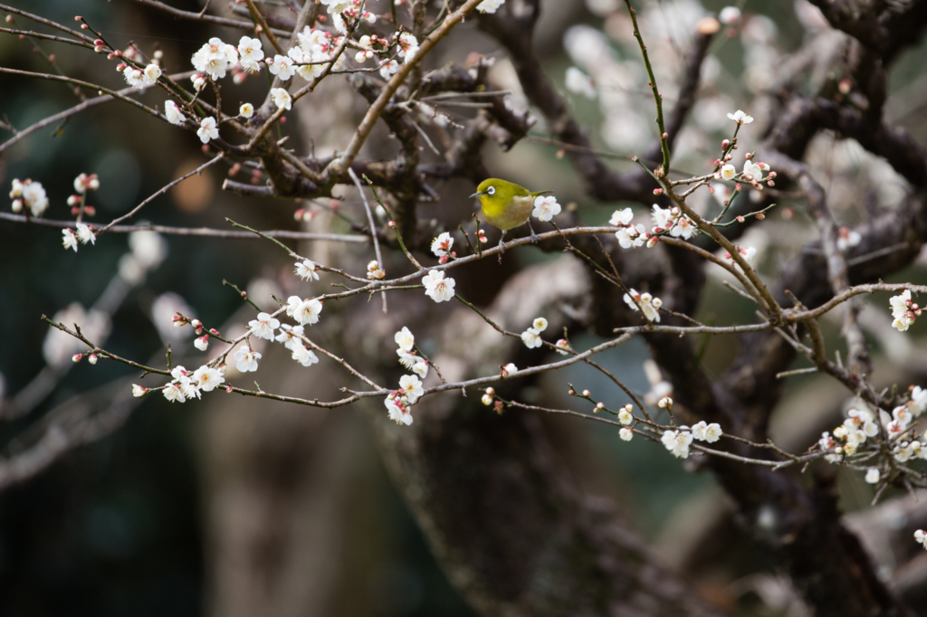 f:id:shiro82:20170119225240j:plain