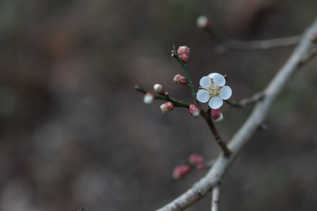 f:id:shiro82:20170119225242j:plain