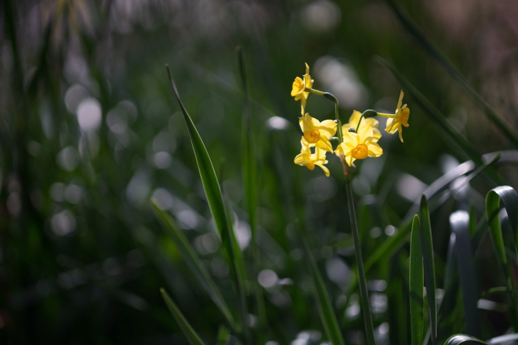 f:id:shiro82:20170119225301j:plain