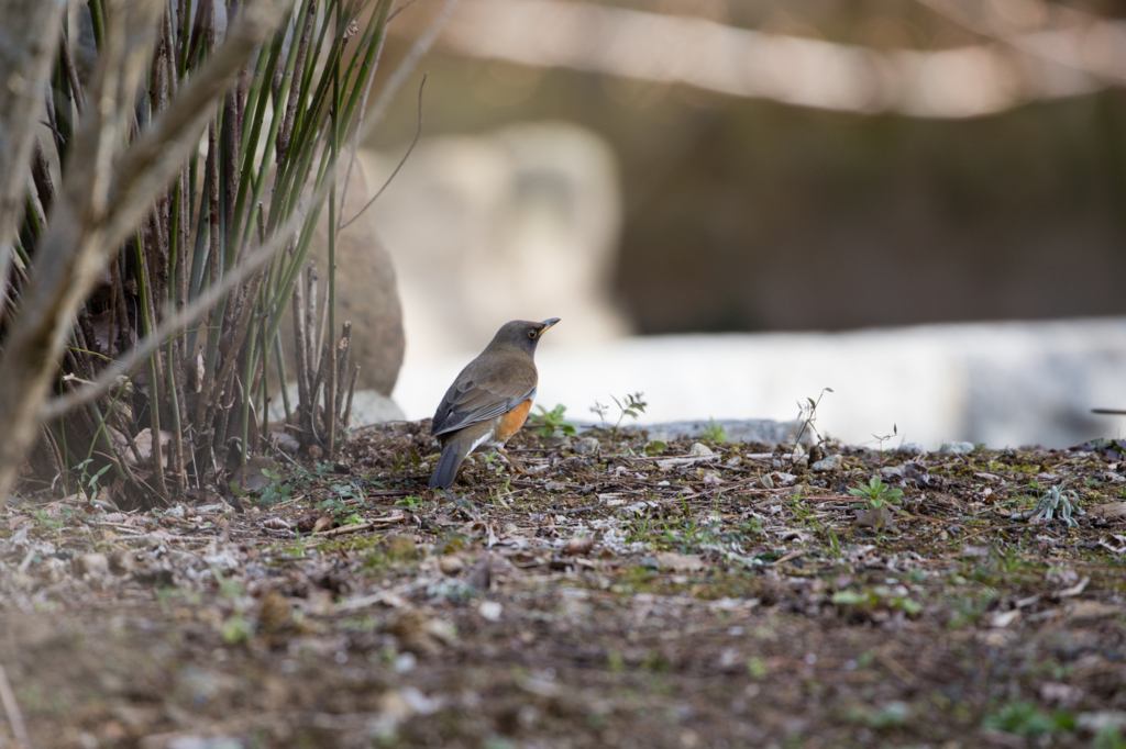 f:id:shiro82:20170119225313j:plain