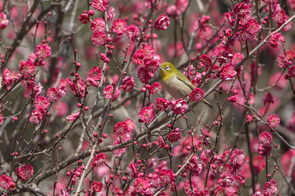 f:id:shiro82:20170119225314j:plain