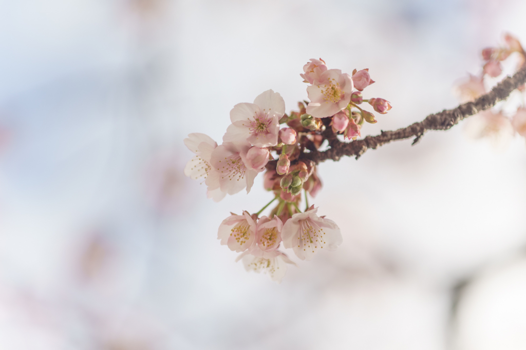 f:id:shiro82:20170120195944j:plain