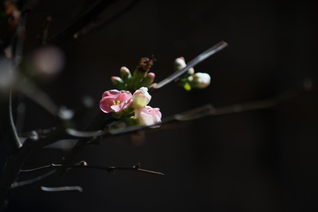 f:id:shiro82:20170204172608j:plain