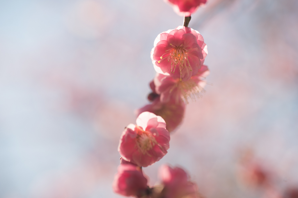 f:id:shiro82:20170207112318j:plain
