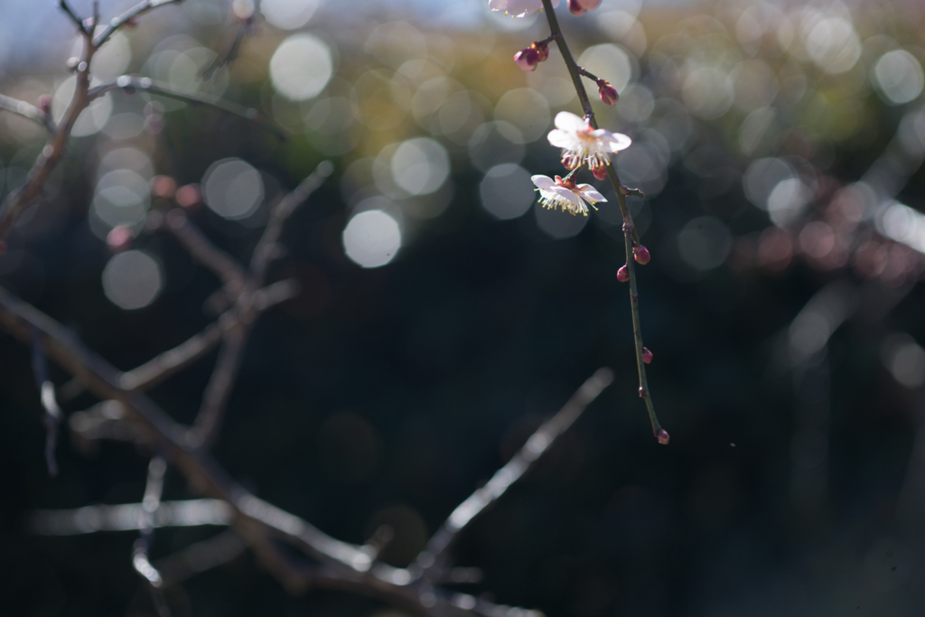 f:id:shiro82:20170207112322j:plain