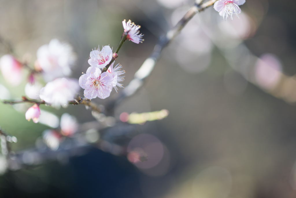 f:id:shiro82:20170207131842j:plain