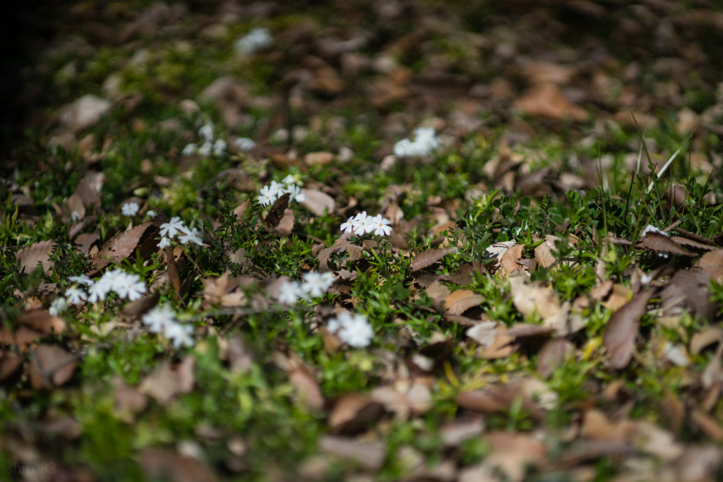 f:id:shiro82:20170212192343j:plain