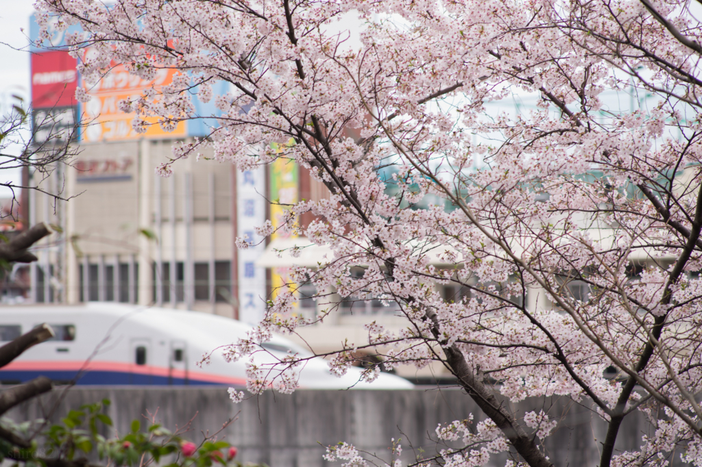 f:id:shiro82:20170503174631j:plain