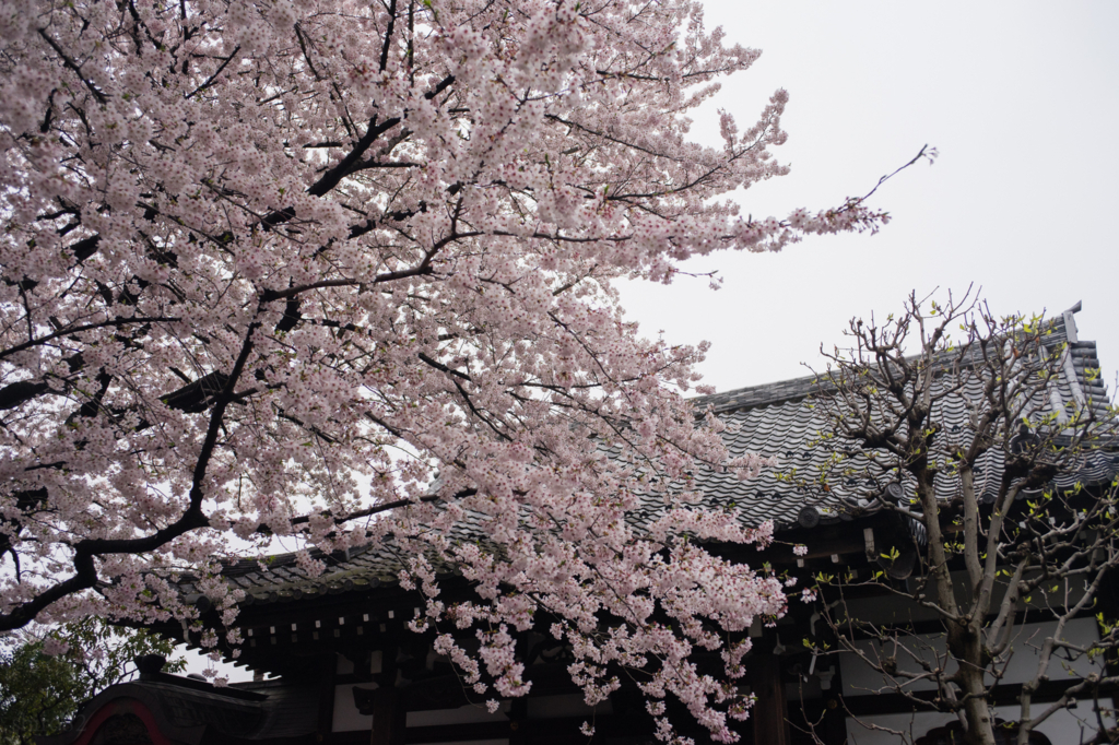 f:id:shiro82:20170505161130j:plain