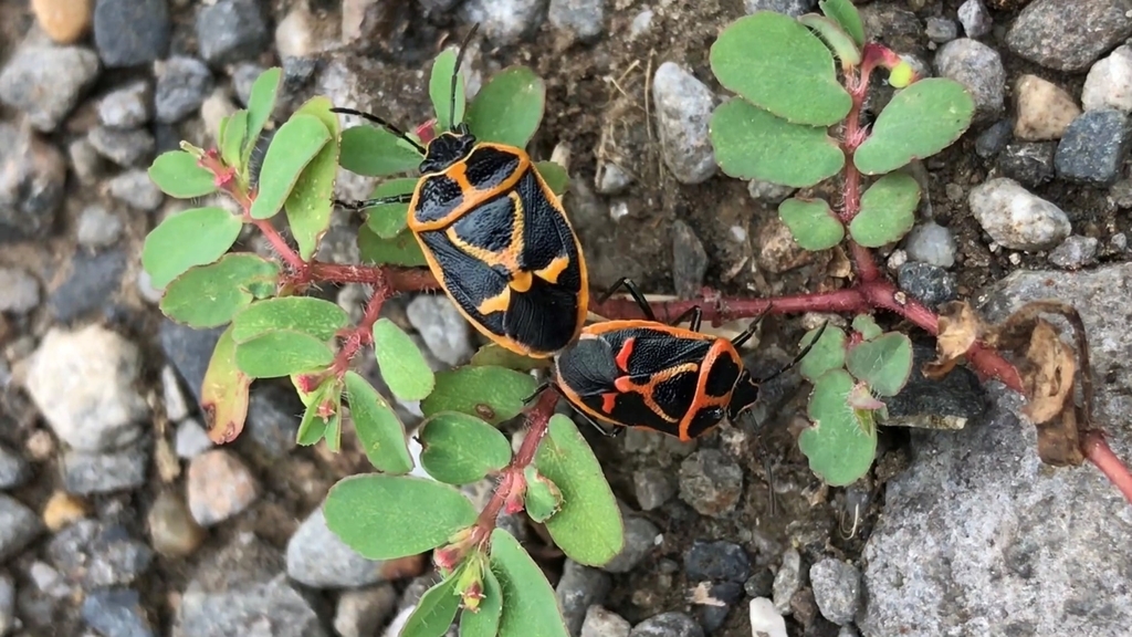 カメムシ ナガメ がかわいいダンスをしていました ちょっとした使い方とか