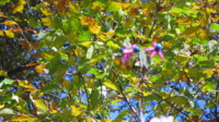 f:id:shirochan22:20111029105828j:image