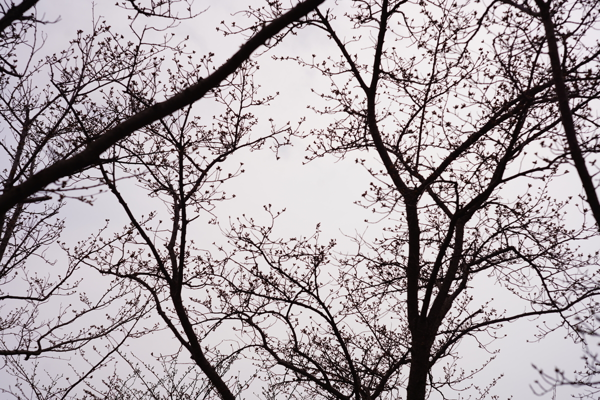 f:id:shirodango:20200323212522j:plain f:id:shirodango:20200323212522j:plain