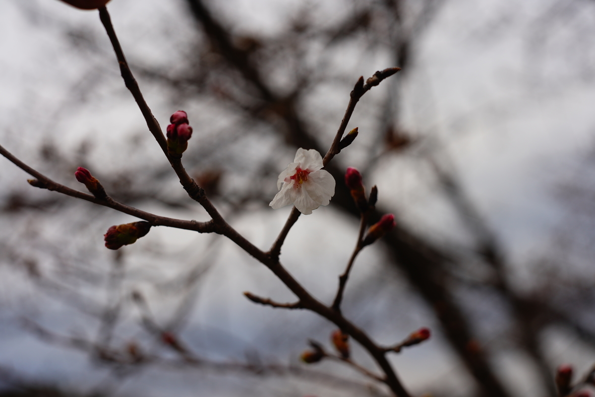 f:id:shirodango:20200323212525j:plain f:id:shirodango:20200323212525j:plain