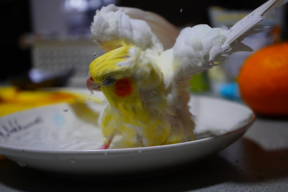 f:id:shirodango:20200410215726j:plain f:id:shirodango:20200410215726j:plain