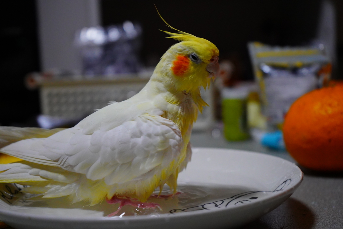 f:id:shirodango:20200410215738j:plain f:id:shirodango:20200410215738j:plain