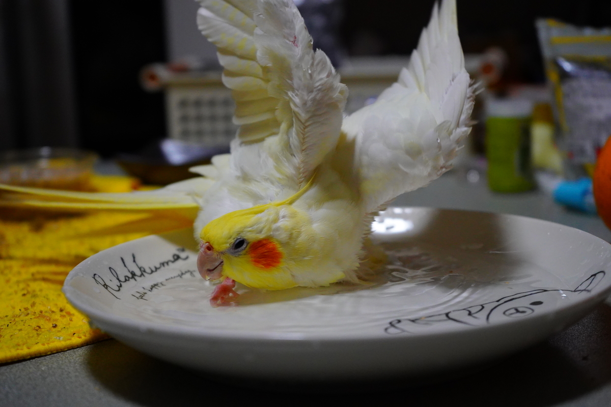 f:id:shirodango:20200410215743j:plain f:id:shirodango:20200410215743j:plain