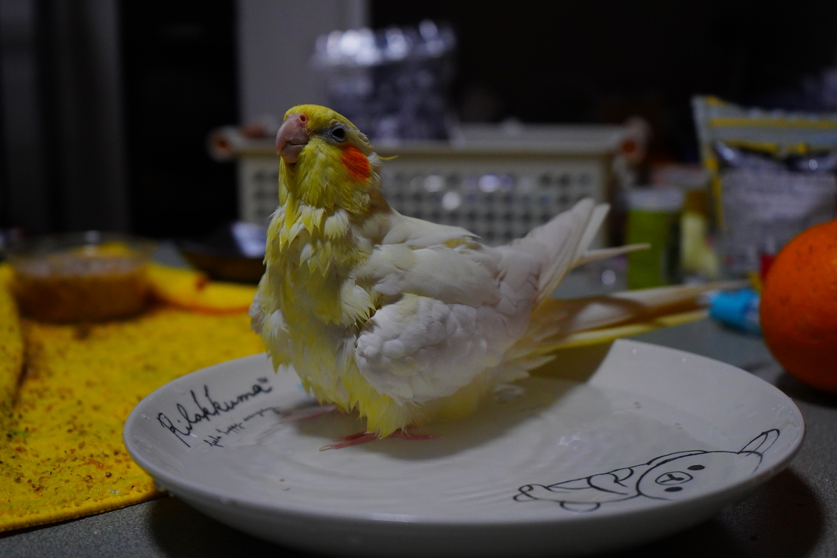 f:id:shirodango:20200410215754j:plain f:id:shirodango:20200410215754j:plain