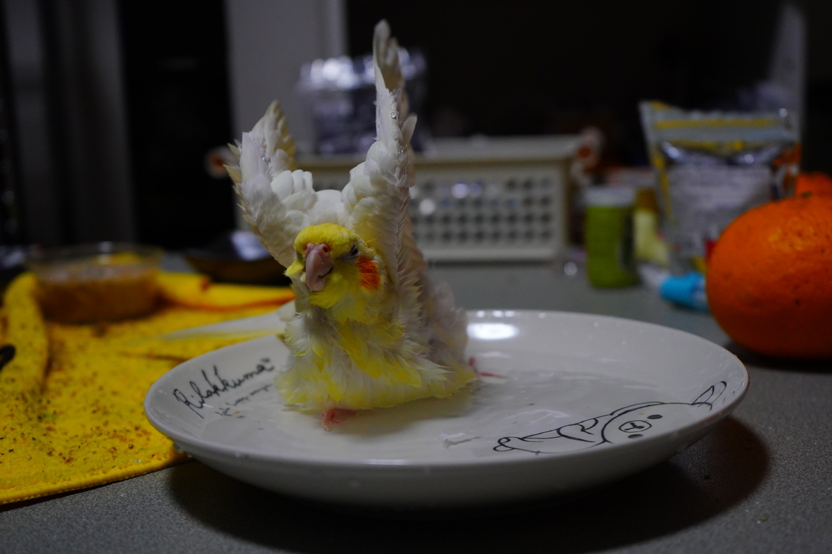 f:id:shirodango:20200410215804j:plain f:id:shirodango:20200410215804j:plain