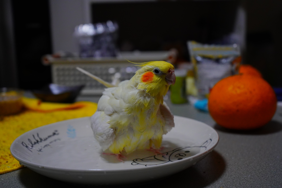 f:id:shirodango:20200410215806j:plain f:id:shirodango:20200410215806j:plain