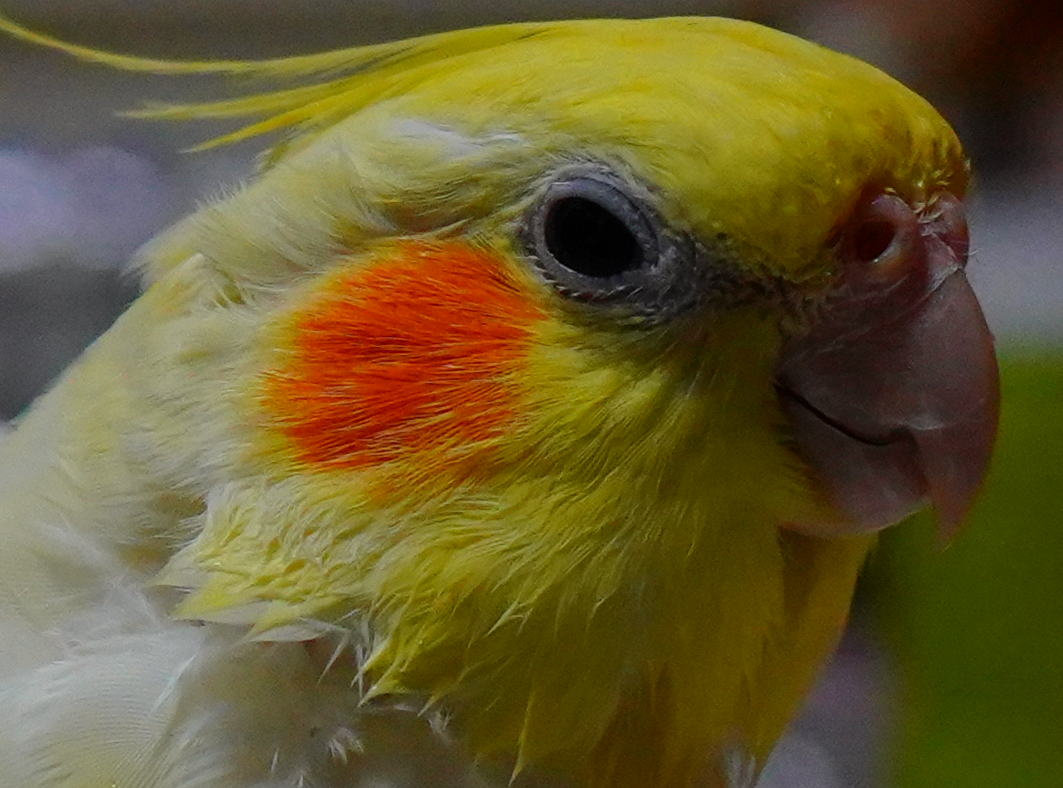 f:id:shirodango:20200410223455p:plain f:id:shirodango:20200410223455p:plain