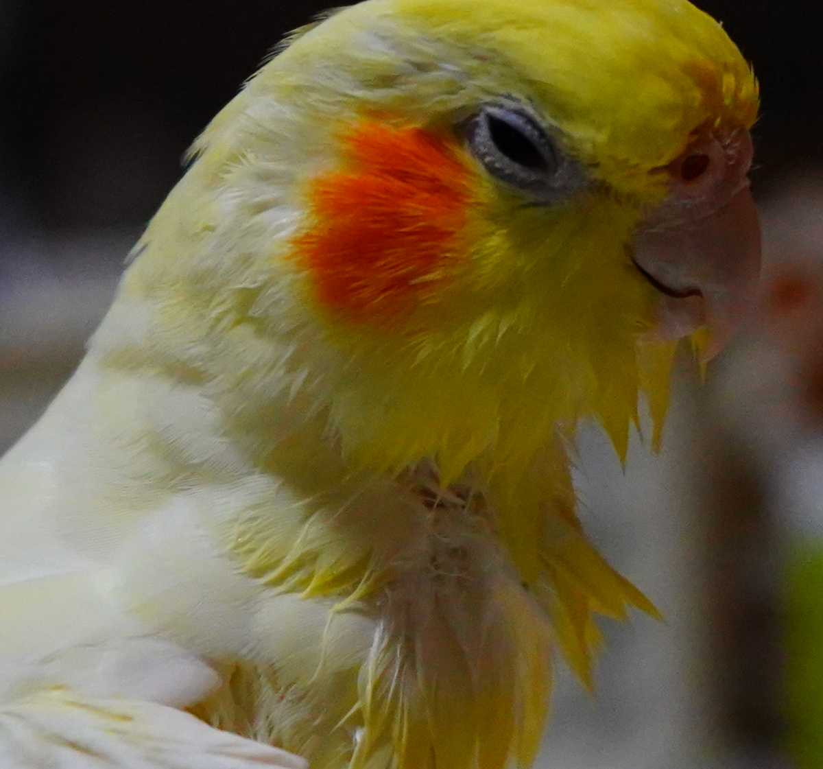 f:id:shirodango:20200410223836p:plain f:id:shirodango:20200410223836p:plain