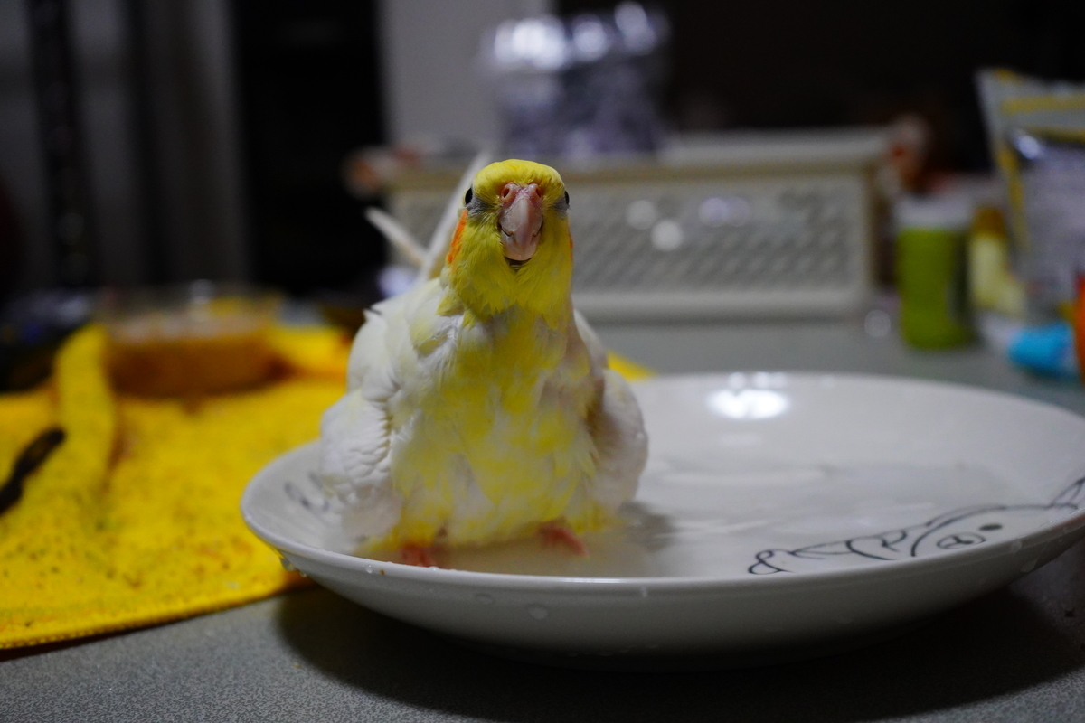 f:id:shirodango:20200410224034j:plain f:id:shirodango:20200410224034j:plain