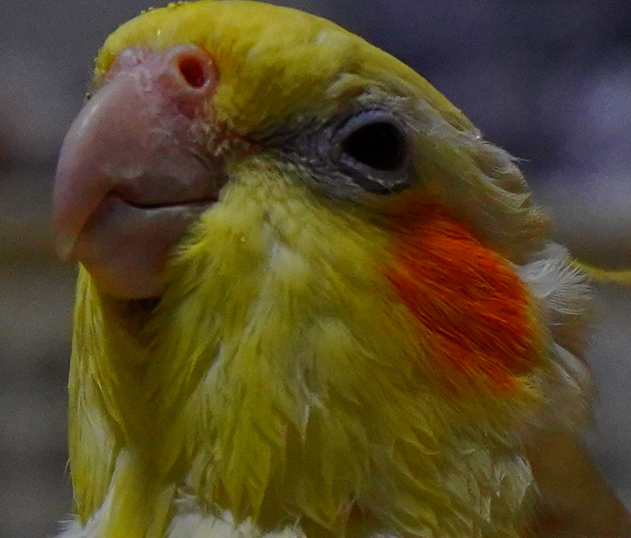 f:id:shirodango:20200410224334p:plain f:id:shirodango:20200410224334p:plain