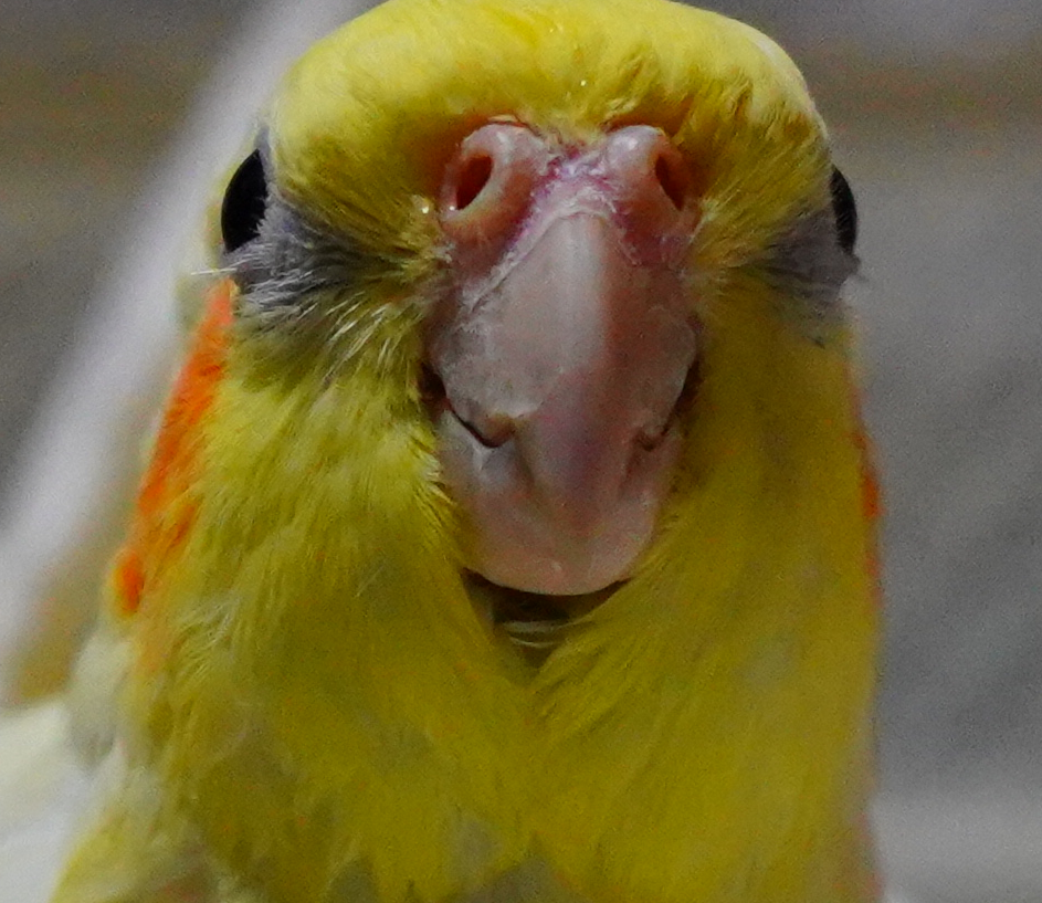 f:id:shirodango:20200410225008p:plain f:id:shirodango:20200410225008p:plain