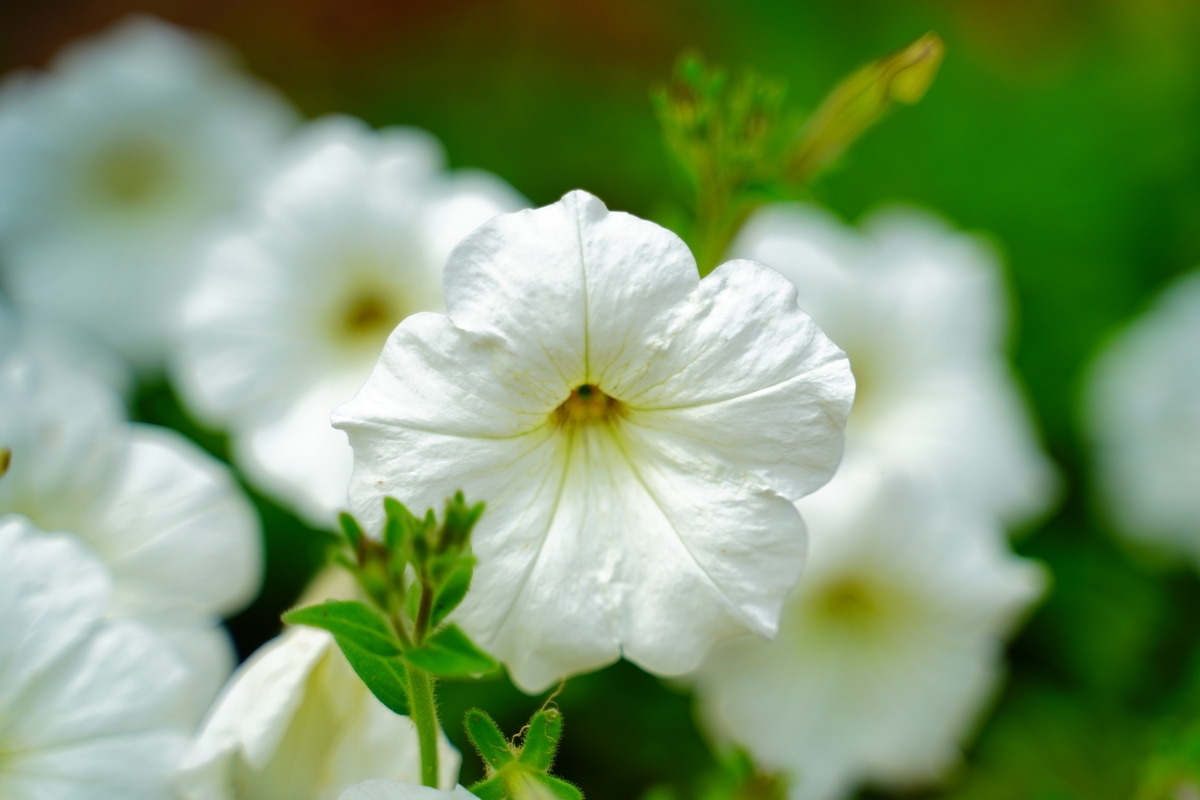 f:id:shirodango:20200523175442j:plain