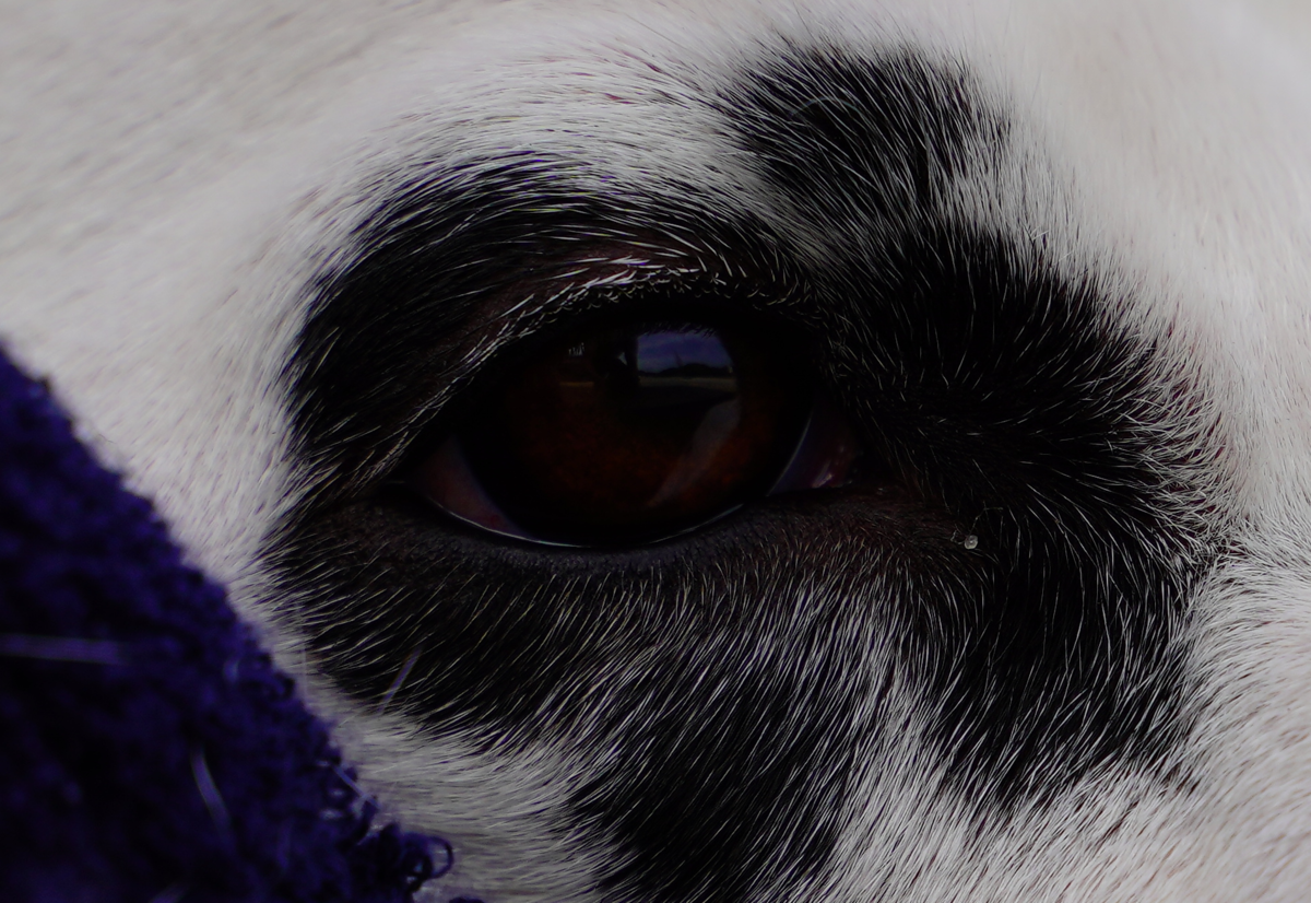 f:id:shirodango:20200524011421p:plain