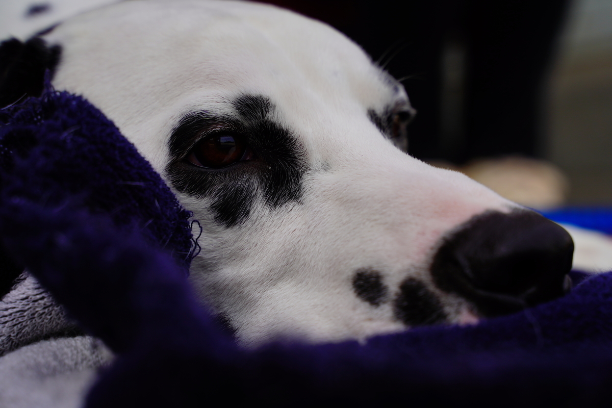 f:id:shirodango:20200524011427j:plain