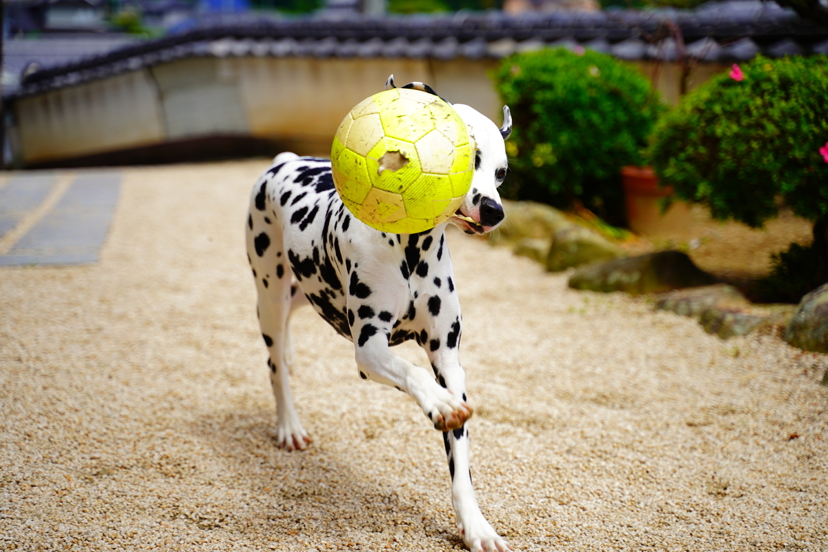 f:id:shirodango:20200524011811j:plain