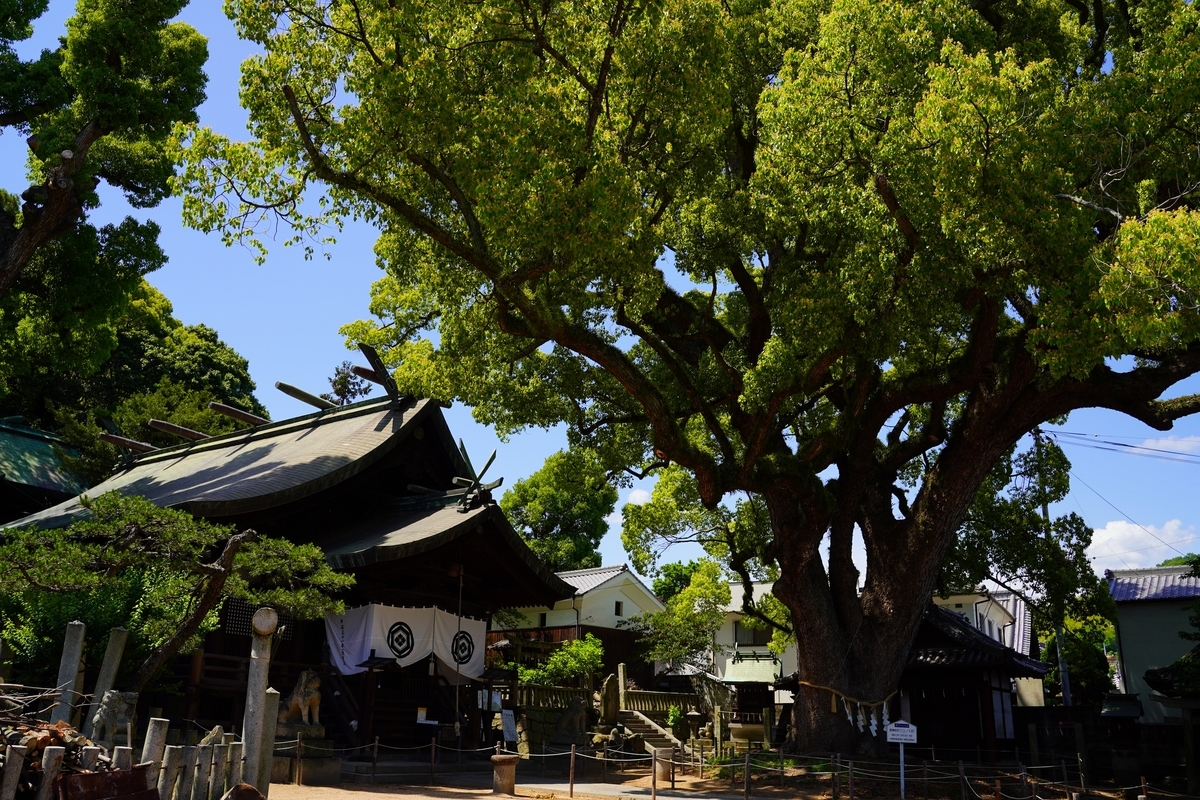 f:id:shirodango:20200524180725j:plain