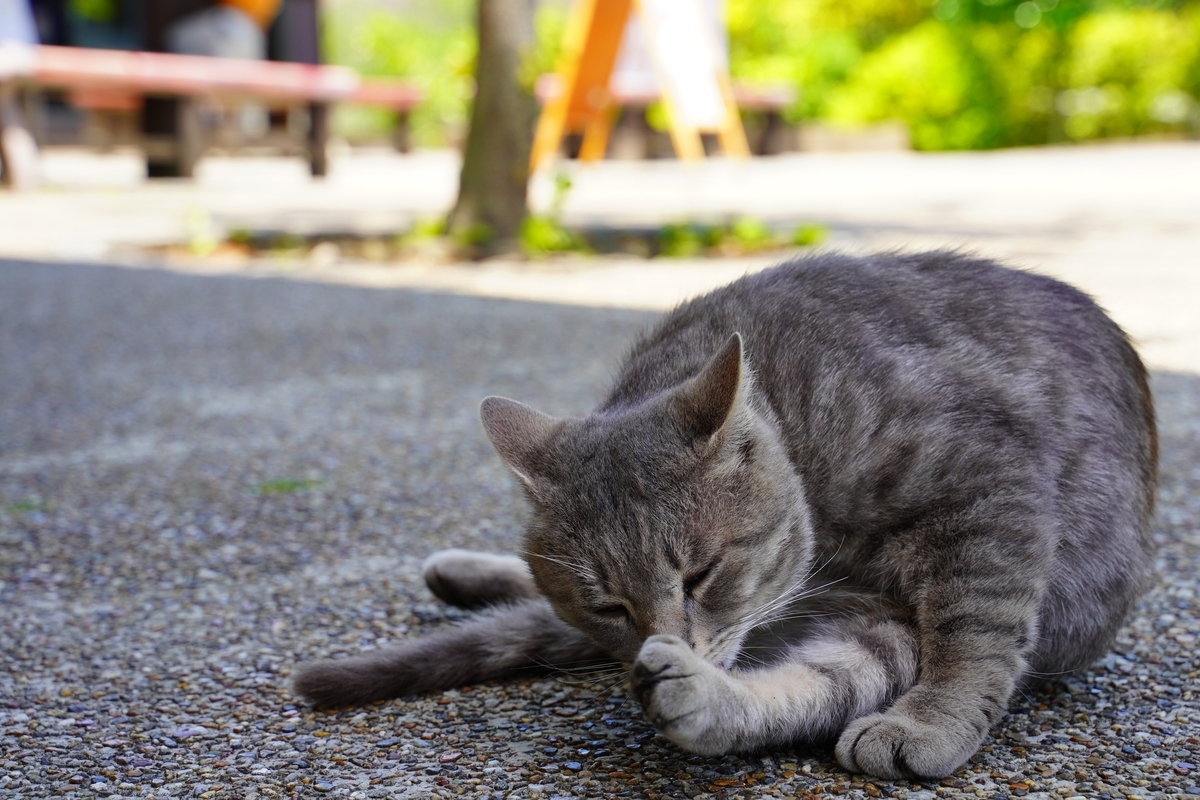 f:id:shirodango:20200524183110j:plain