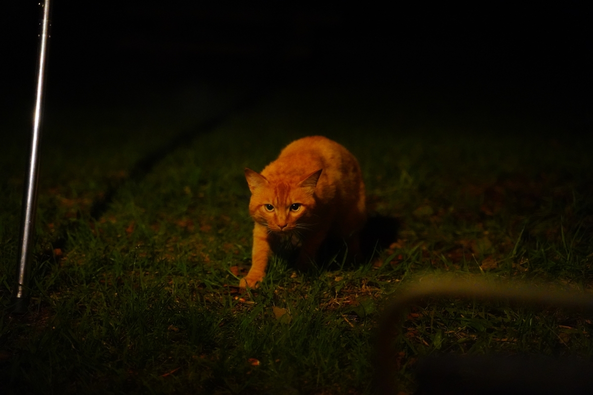 f:id:shirodango:20200802184630j:plain