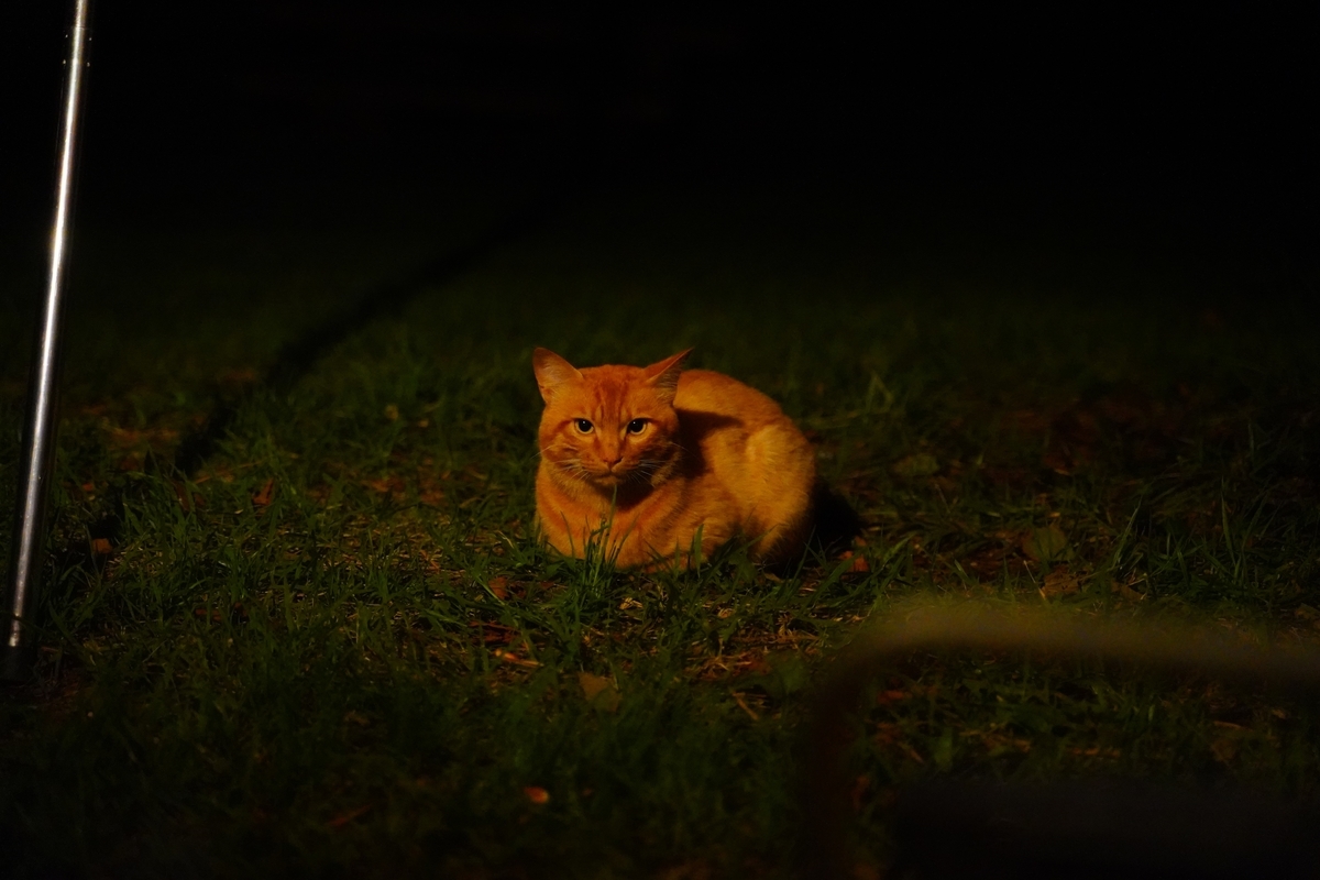 f:id:shirodango:20200802184713j:plain