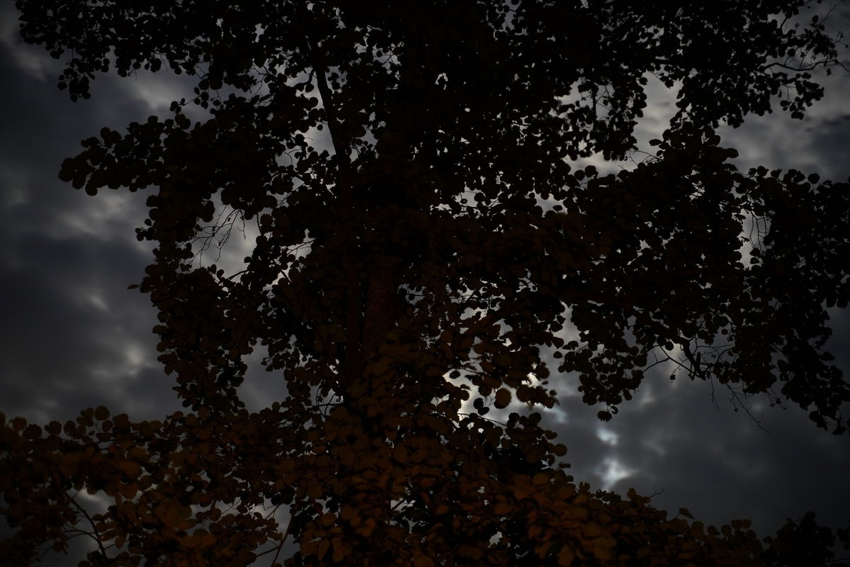 f:id:shirodango:20200802185034j:plain